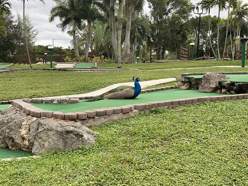 AllGolf At C.B. Smith Park – Pembroke Pines, FL – A Couple Of Putts